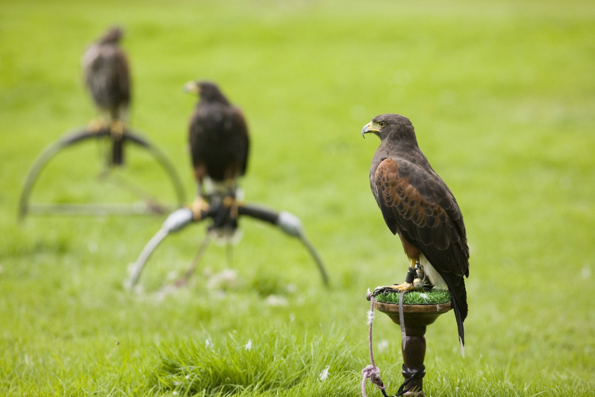 Three Harris's hawks perched on falconry blocks on a bright green lawn during a hands-on falconry experience